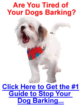 Why do dogs bark and how to stop a dog barking - the answers to these ...