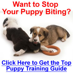 How to Stop Puppies Biting